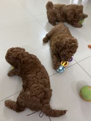 47days old toy poodle, chocolate colour