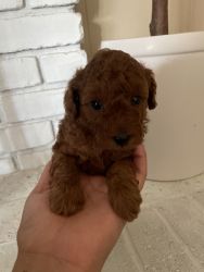 AKC Red Toy Poodle