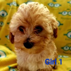 Toy Poodle female