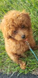 Toy red female poodle