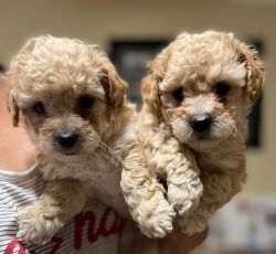 Toy poodles male