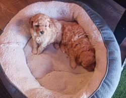 Apricot male toy poodle last one