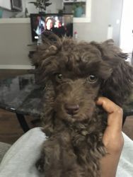 Java chocolate Toy Poodle