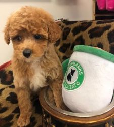 Tiny size Toy Poodle puppies (7-9lbs)