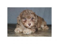 Pure Bred Male Toy Poodle Puppy