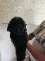 Poodle male puppy supr quality