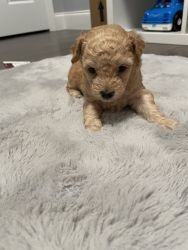 Toy Poodle looking for a new hkme