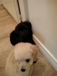 Top poodle puppies