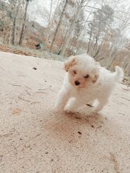 1 yr old toy poodle