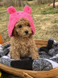Purebred toy poodle puppy