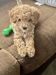 Bella the toy poodle