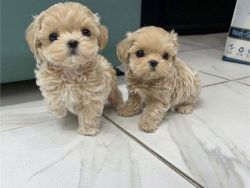 Teacup Maltipoo Puppies