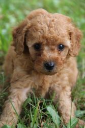 Murphy -Male Red Toy Poodle. AKC