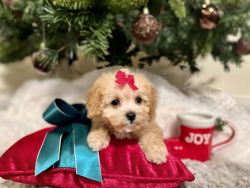 Tiny Toy Poodle Puppy