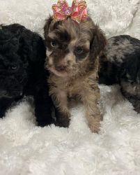 exotic merle toy poodle
