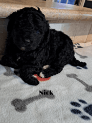 Miniature toy poodle for sale