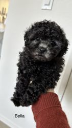 Silver Toy Poodle Puppy for sale: Bella
