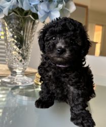 Cupcake: Grey Toy Poodle for sale!