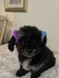 Toy poodle male black 8 mo.