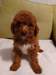 Red toy poodle p3