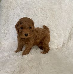 Red Toy Poodle Puppies