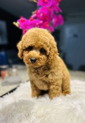 CKC Red Toy Poodle negotiable