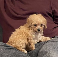 Female toy poodle