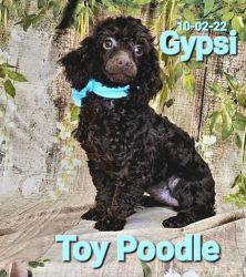 Gypsi is a Chocolate Toy Poodle