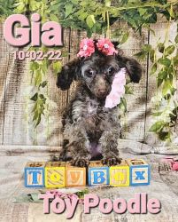 Gia is a Chocolate Phantom TeaCup Toy Poodle