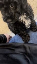 2 MONTH OLD PURE BREED TOY POODLE