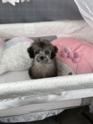 Korean toy poodle-silver Jini