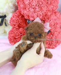 Korean Toy Poodle, Rosi