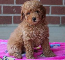 Toy Poodle Puppy Available