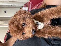 toy poodle for sale