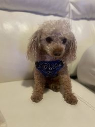 Teacup Apricot Poodle for new home