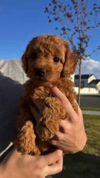 Teacup Toy poodle puppies for sale