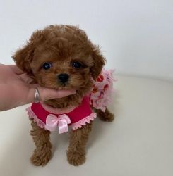 Toy poodle puppies available for sale