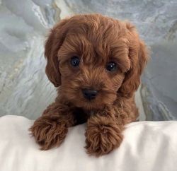 Toy poodle puppies for sale now