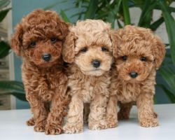 Toy poodle puppies available for sale.