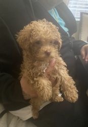 Toy poodle female brown