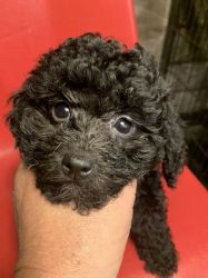 Baby Toy Poodle 4 months old
