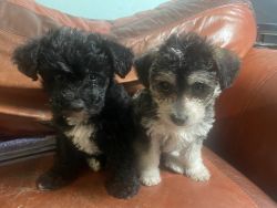 Loving Maltese poodles puppies