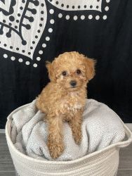 Beautiful toy poodle