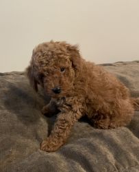 Toy Poodle , Brown, 8 weeks.