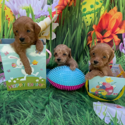 Puppies Ready May 1st