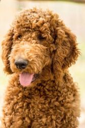 Purebred Poodle Toy Puppies