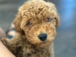 3 month old Toy Poodle