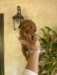 CKC Red Toy Poodle Puppies