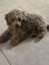 Adorable Toy Poodle available now