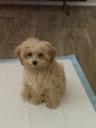 Sweet Toy Poodle
